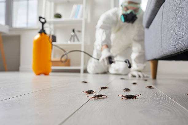 Commercial Kitchen Cockroach Control in Lee's Summit